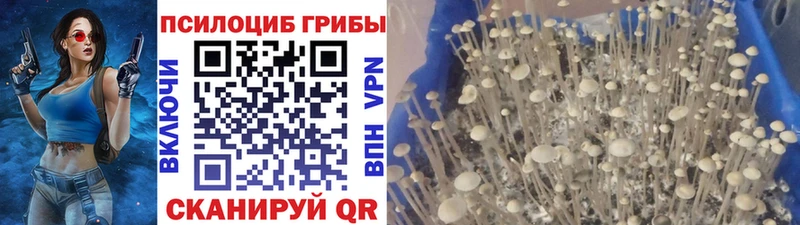 Галлюциногенные грибы мицелий Курганинск